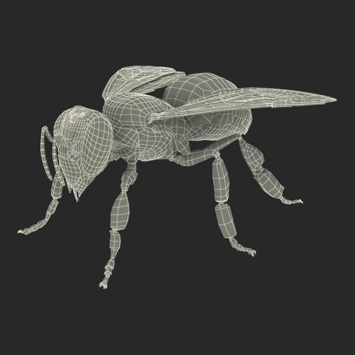 3D Honey Bee Rigged