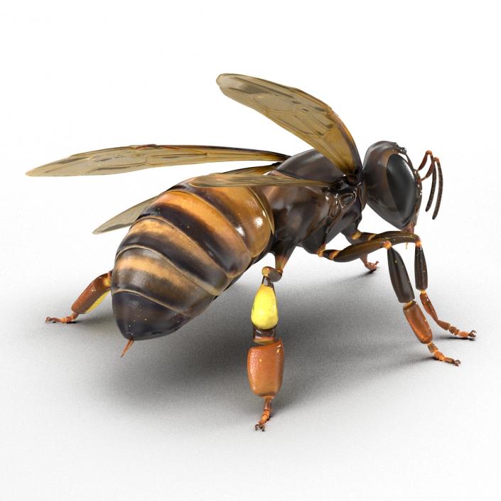 3D Honey Bee Pose 2