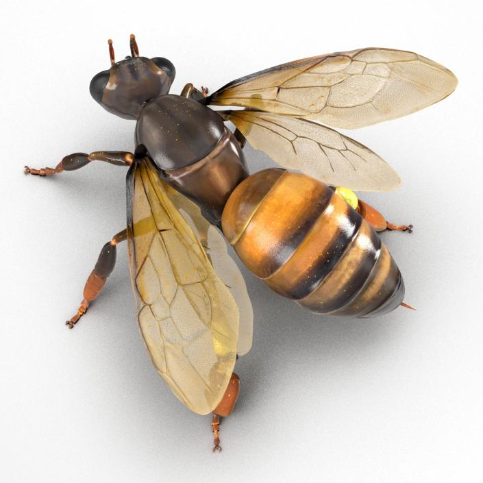 3D Honey Bee Pose 2