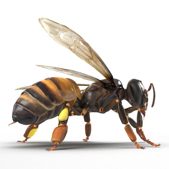 3D Honey Bee Pose 2