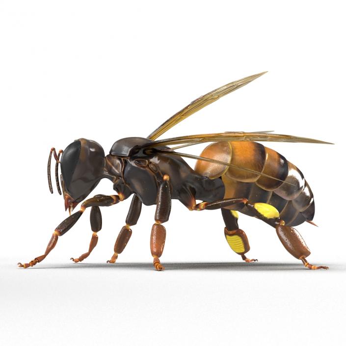 3D Honey Bee Pose 2