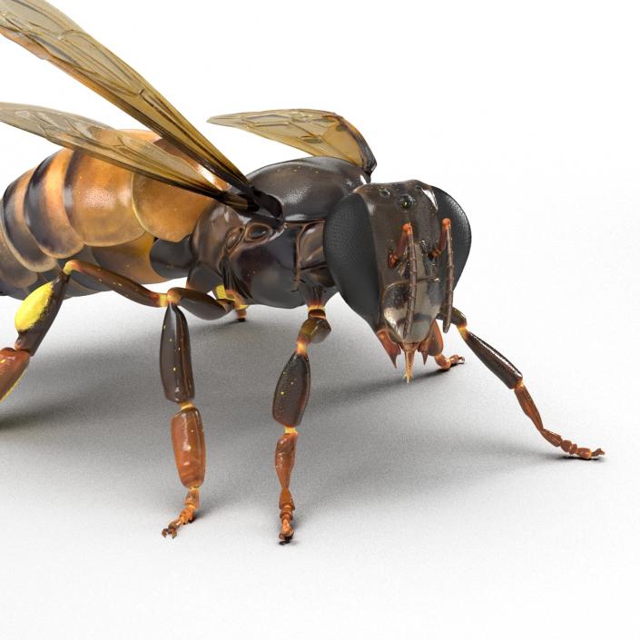 3D Honey Bee Pose 2