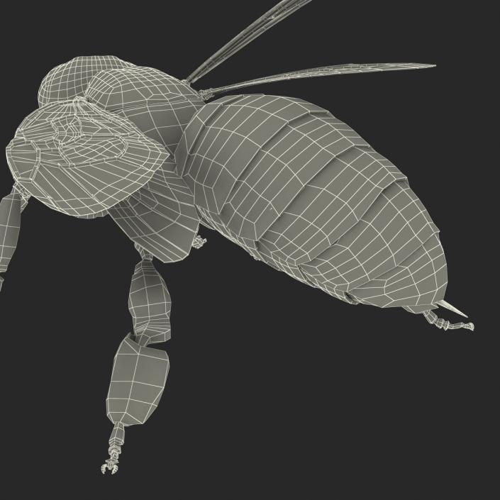 3D Honey Bee Pose 2