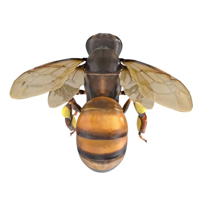 3D Honey Bee Pose 3