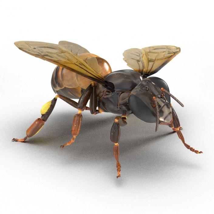 3D Honey Bee Pose 4