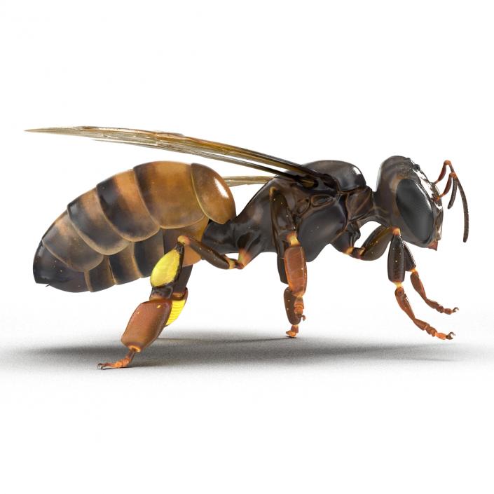 3D Honey Bee Pose 4