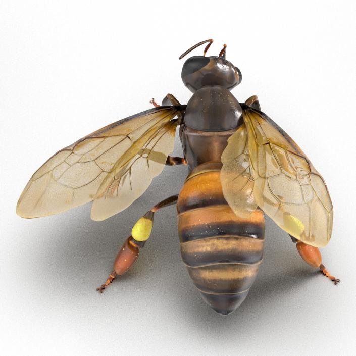 3D Honey Bee Pose 4