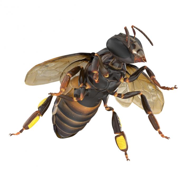 3D Honey Bee Pose 4