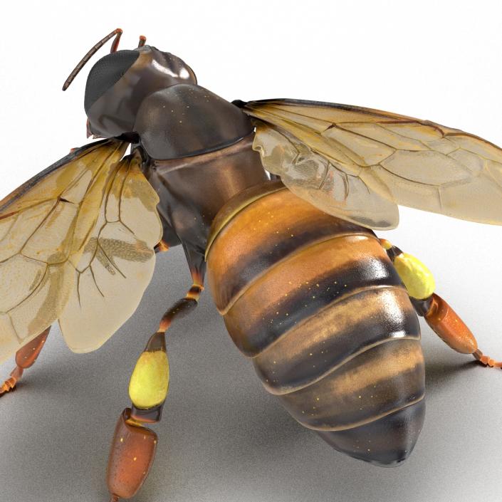 3D Honey Bee Pose 4