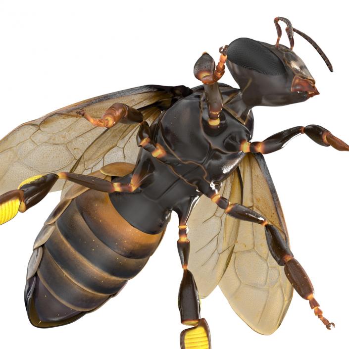 3D Honey Bee Pose 4