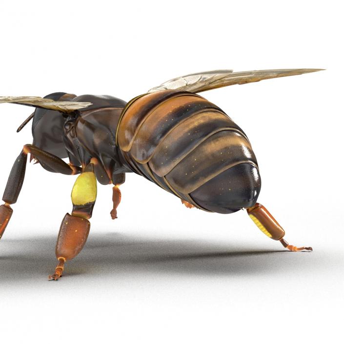 3D Honey Bee Pose 4