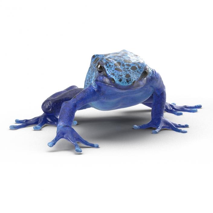 3D Poison Dart Frog Pose 3 model