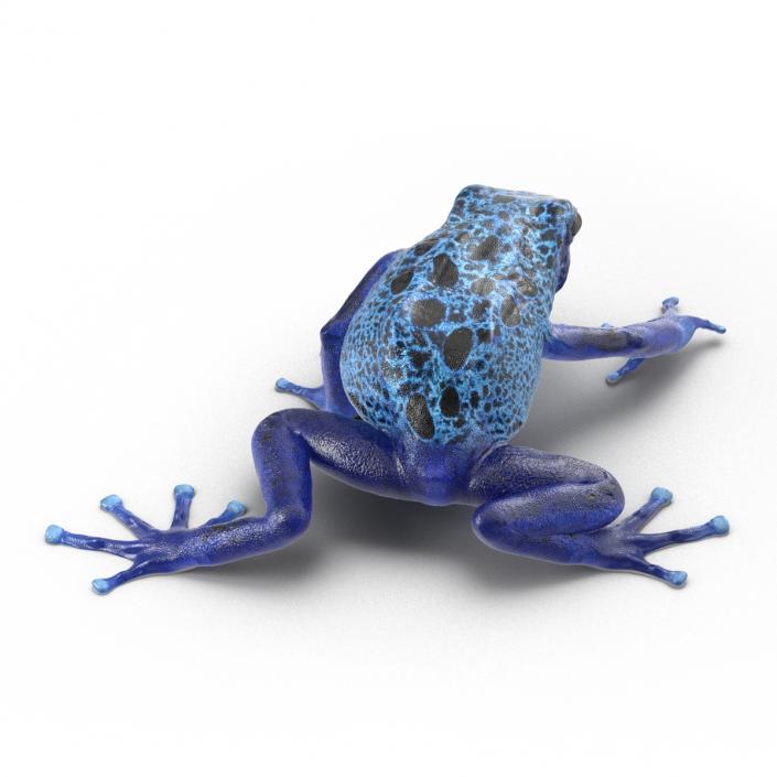 3D Poison Dart Frog Pose 3 model