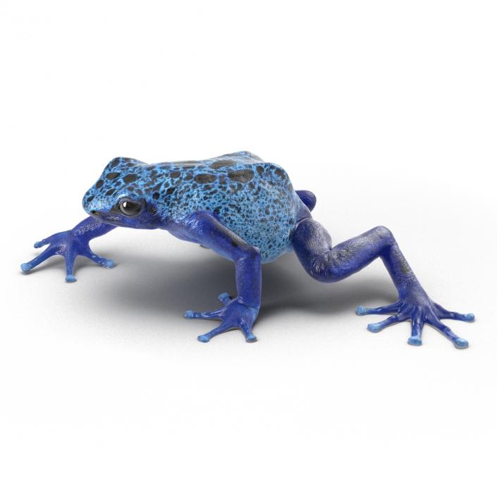 3D Poison Dart Frog Pose 3 model