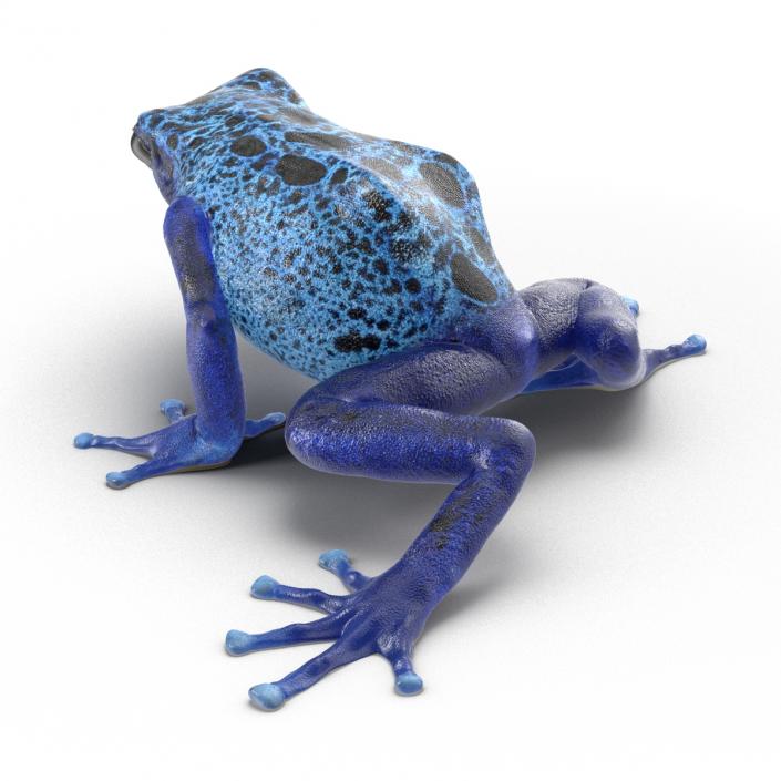 3D Poison Dart Frog Pose 3 model