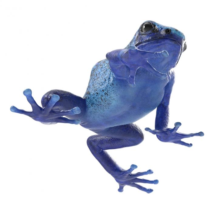 3D Poison Dart Frog Pose 3 model