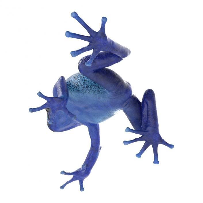 3D Poison Dart Frog Pose 3 model