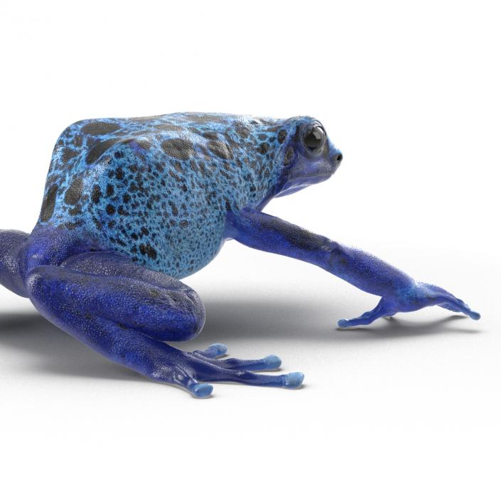 3D Poison Dart Frog Pose 3 model