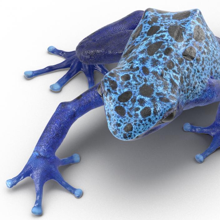 3D Poison Dart Frog Pose 3 model