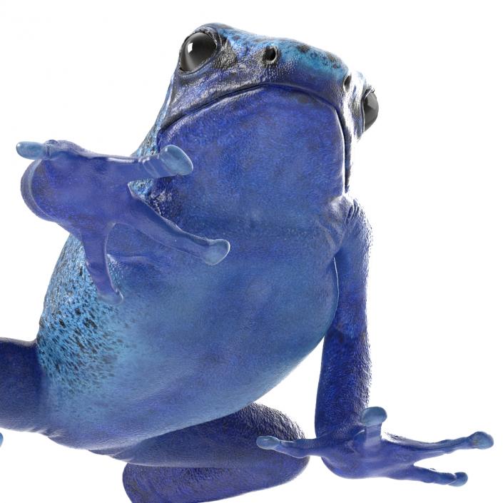 3D Poison Dart Frog Pose 3 model