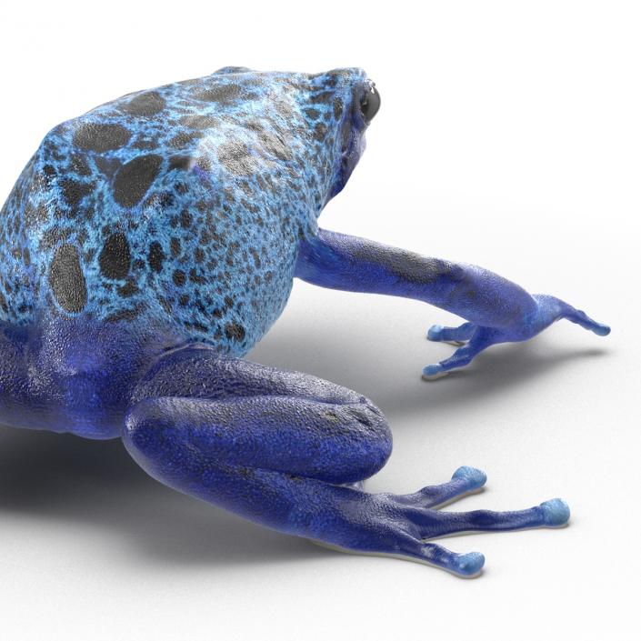 3D Poison Dart Frog Pose 3 model