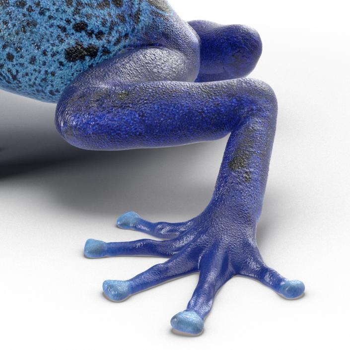 3D Poison Dart Frog Pose 3 model