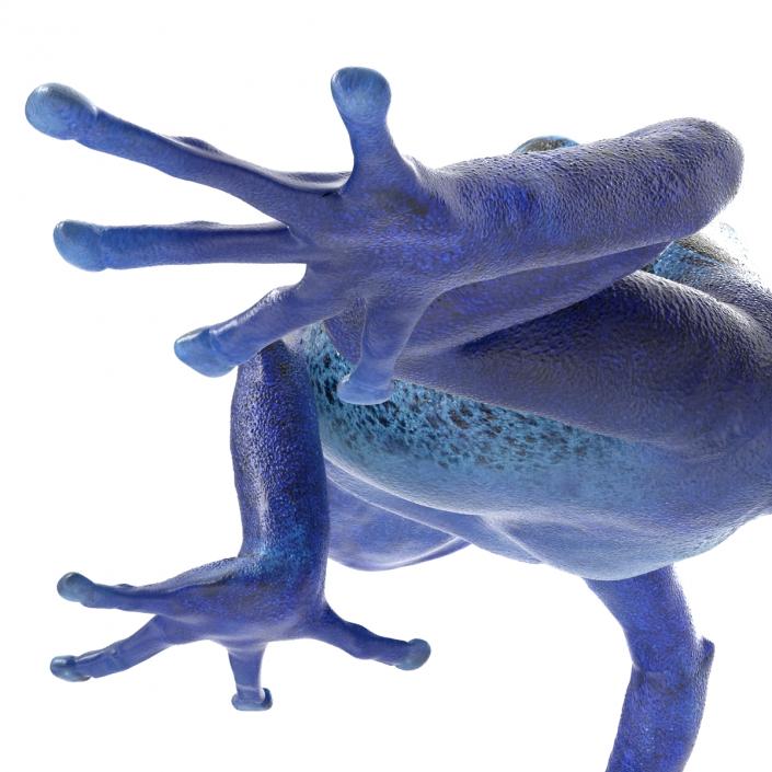 3D Poison Dart Frog Pose 3 model