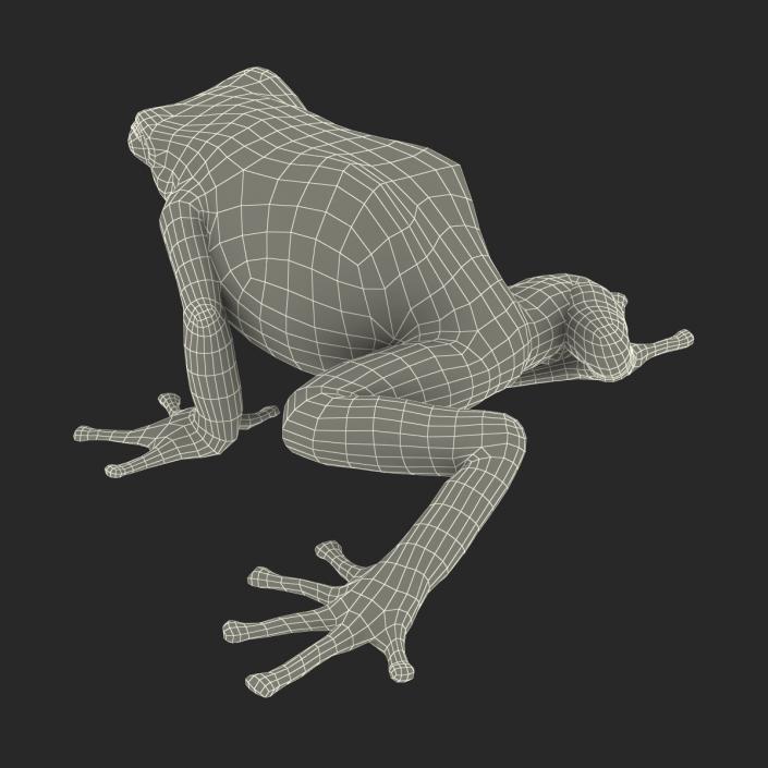 3D Poison Dart Frog Pose 3 model