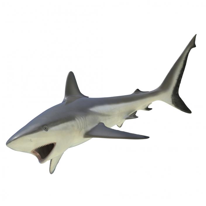 Grey Reef Shark Rigged 3D