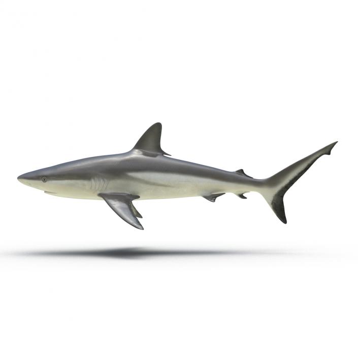 Grey Reef Shark Rigged 3D