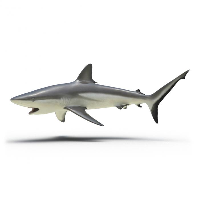 Grey Reef Shark Rigged 3D