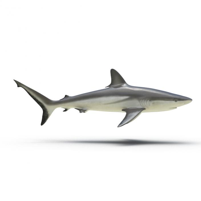 Grey Reef Shark Rigged 3D