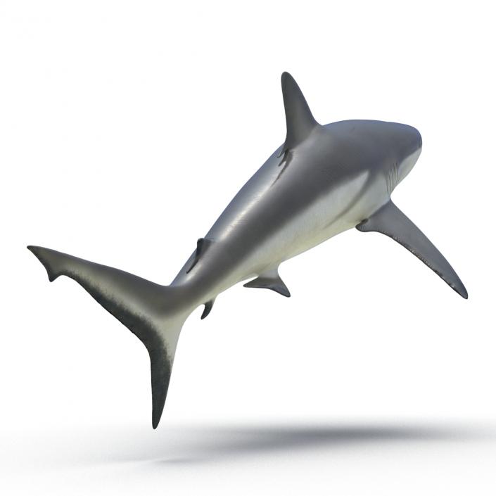 Grey Reef Shark Rigged 3D