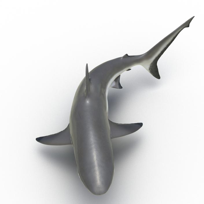 Grey Reef Shark Rigged 3D