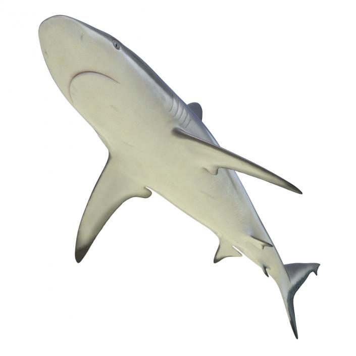 Grey Reef Shark Rigged 3D