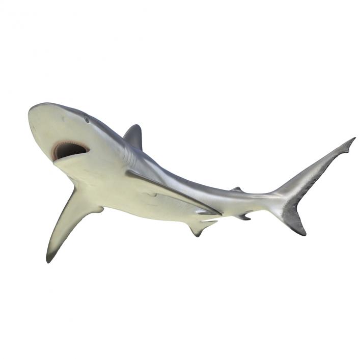 Grey Reef Shark Rigged 3D