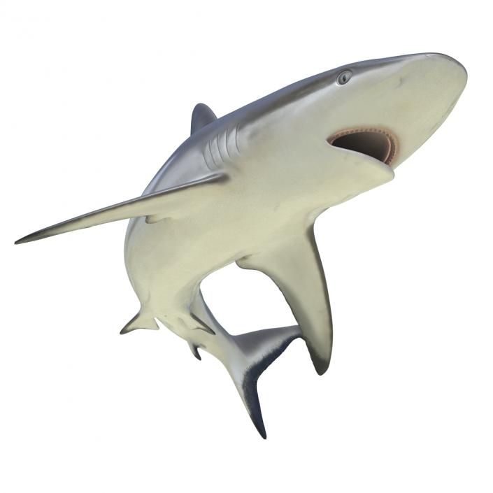 Grey Reef Shark Rigged 3D