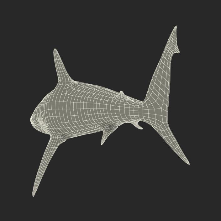 Grey Reef Shark Rigged 3D