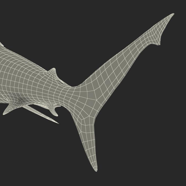 Grey Reef Shark Rigged 3D