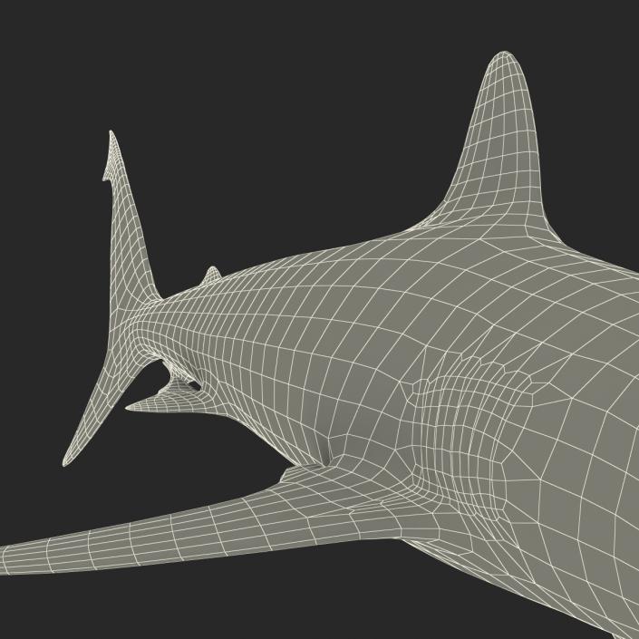 Grey Reef Shark Rigged 3D