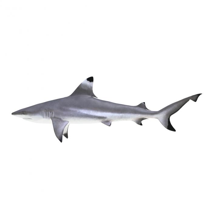 Blacktip Reef Shark 3D model