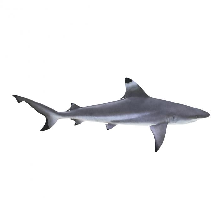 Blacktip Reef Shark 3D model