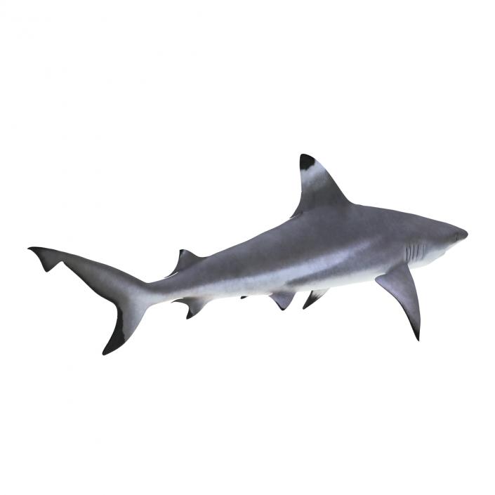 Blacktip Reef Shark 3D model