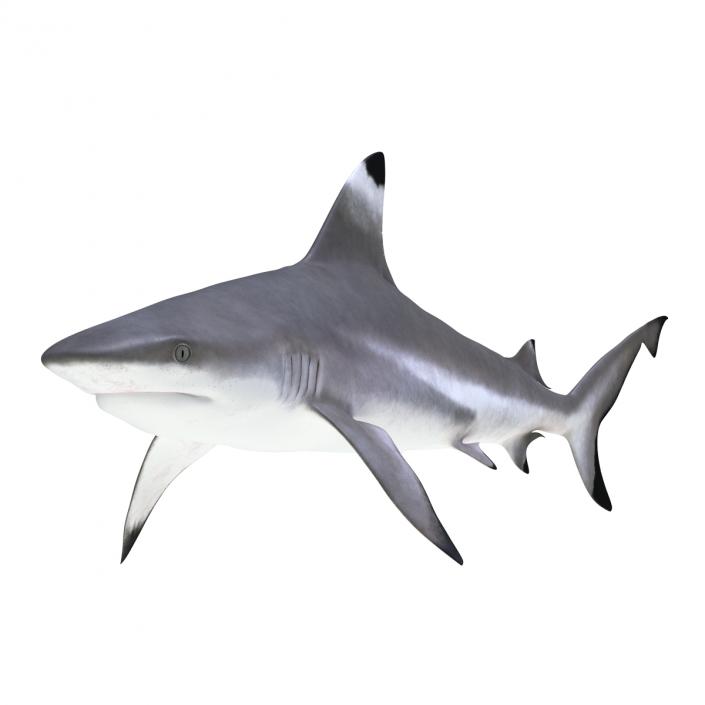 Blacktip Reef Shark 3D model