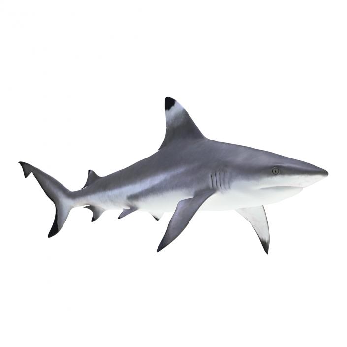 Blacktip Reef Shark 3D model