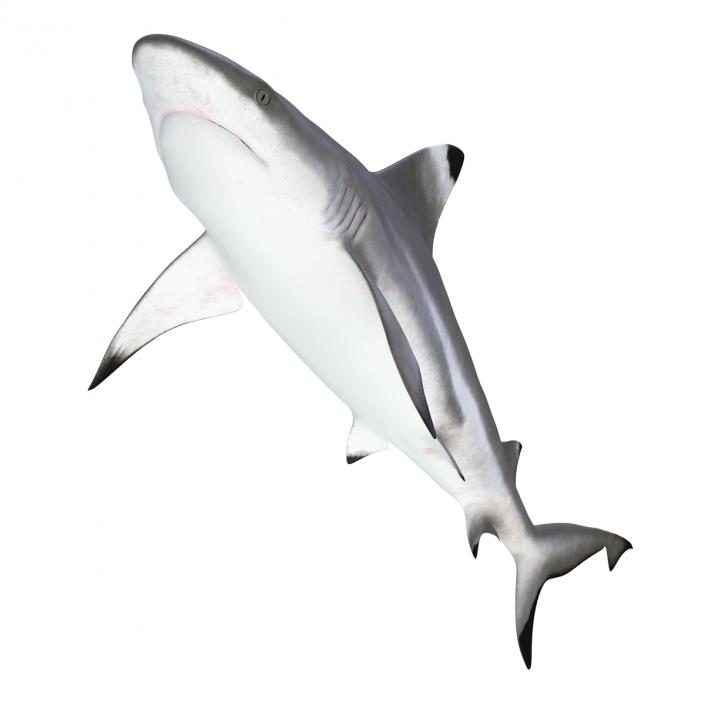 Blacktip Reef Shark 3D model