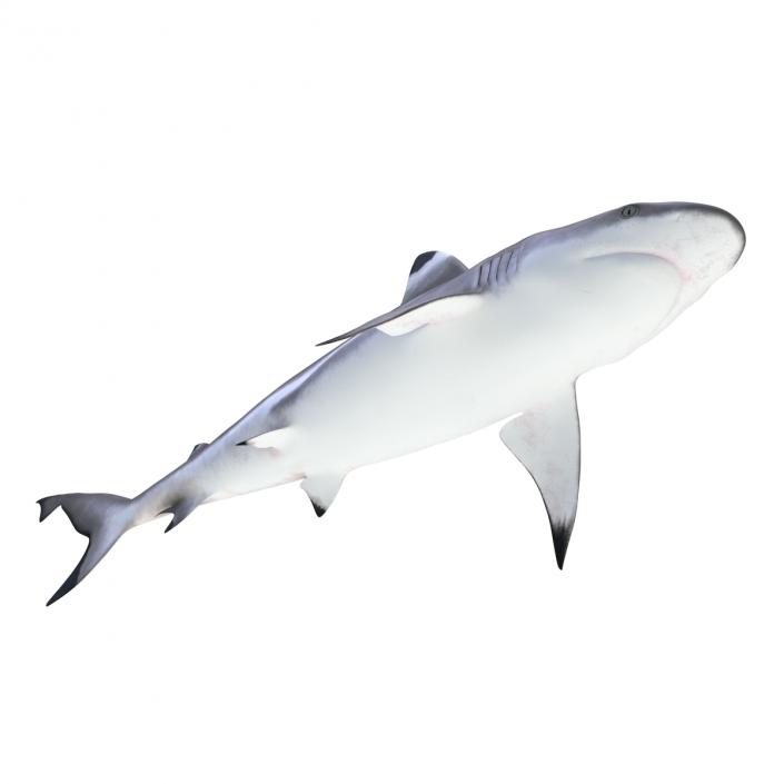 Blacktip Reef Shark 3D model