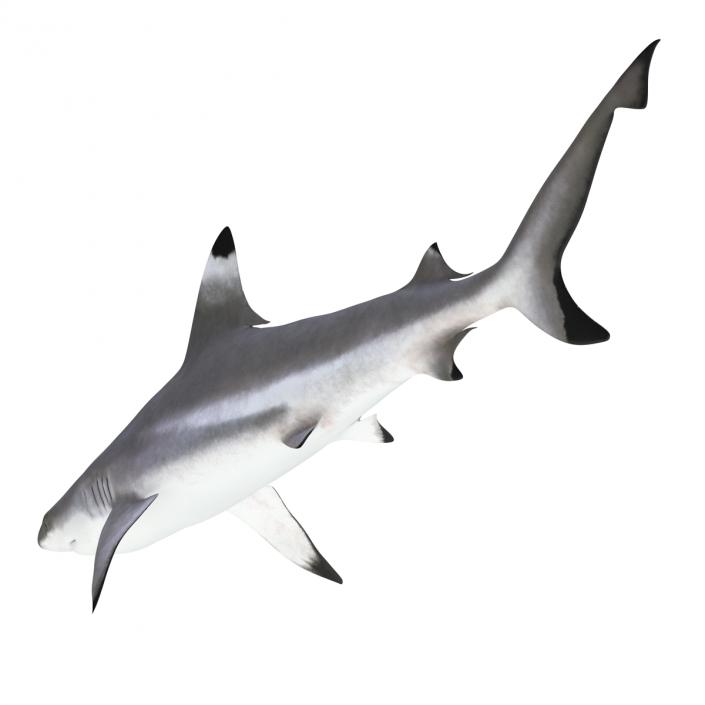 Blacktip Reef Shark 3D model