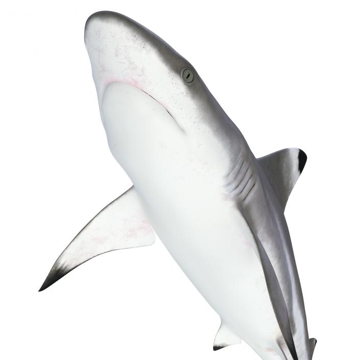 Blacktip Reef Shark 3D model