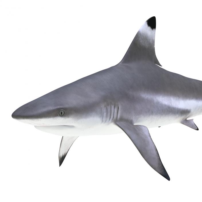 Blacktip Reef Shark 3D model